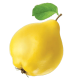 Quince